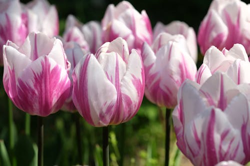 Ảnh lưu trữ miễn phí về cận cảnh, hoa, Hoa tulip