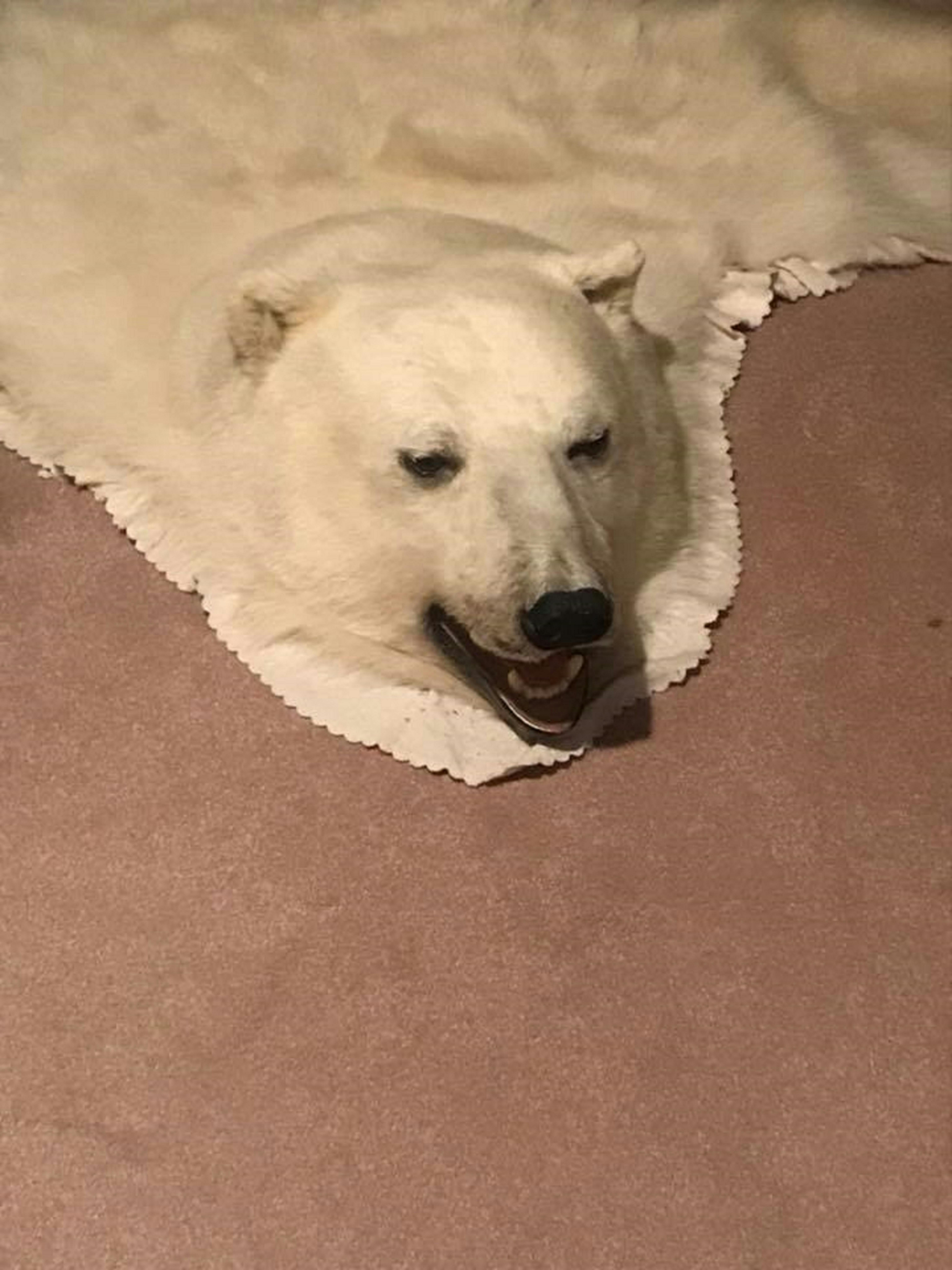 Free stock photo of i did not shoot this, polar bear, rugs