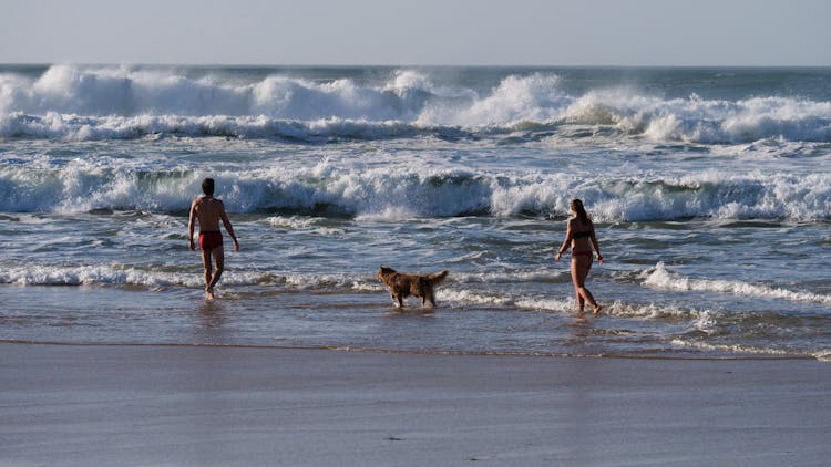 Couple With A Dog Walking On The Beach