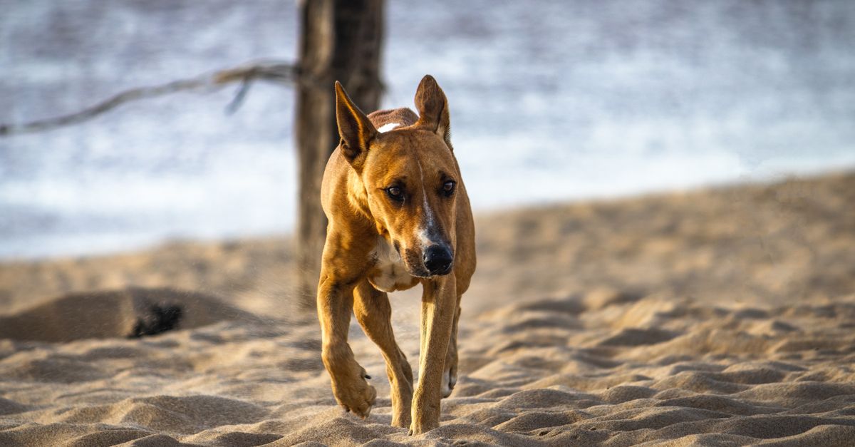 Un chien en laisse profite d'une plage de sable autorisée aux chiens au bord de la mer