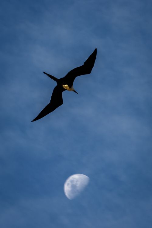 Free A lone frigatebird flies against a vibrant blue sky with the moon in the background, showcasing nature's serenity. Stock Photo