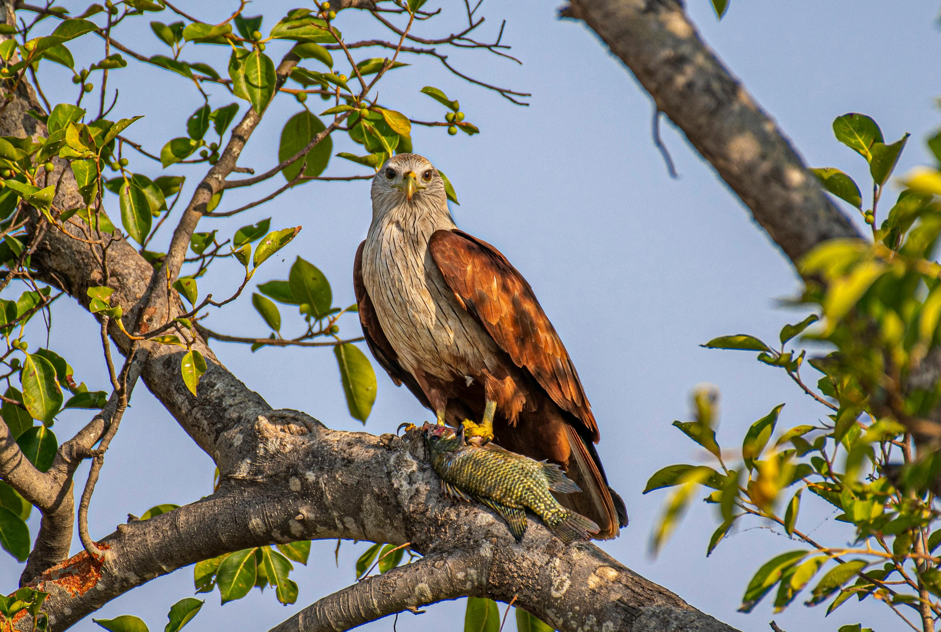 An Eagle Sitting on a Tree Branch · Free Stock Photo