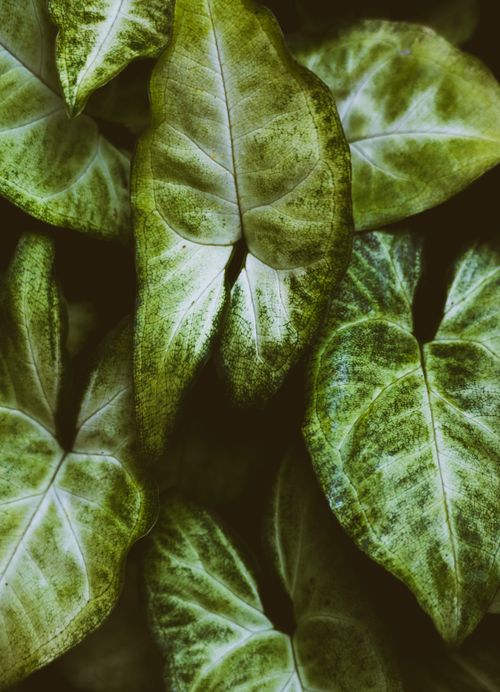 Free Close-up of vibrant green leaves showcasing natural textures in Hatton, Sri Lanka. Stock Photo