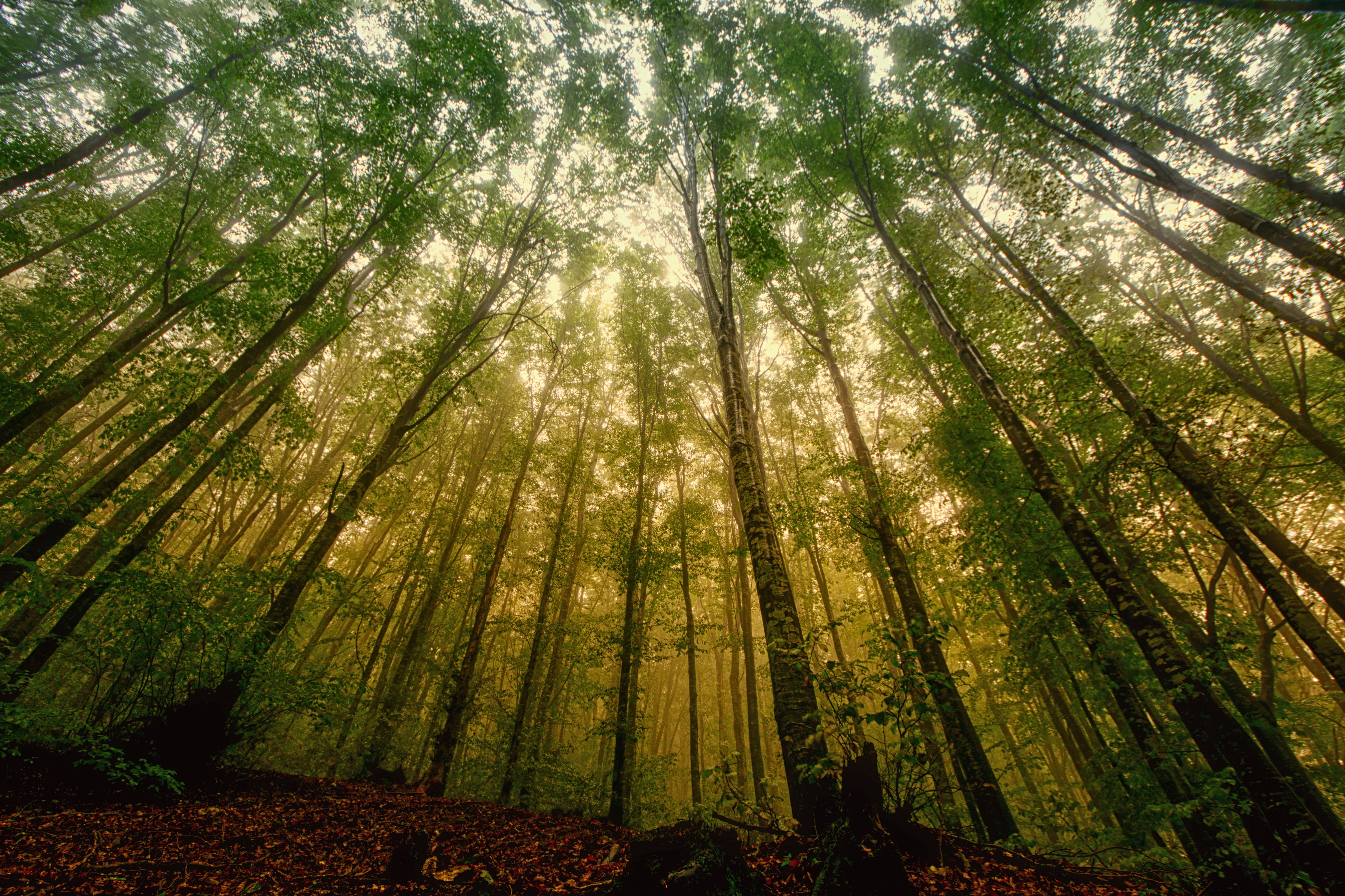 Forests Are Doing More Than We Ever Imagined — Science Is Finally Catching Up