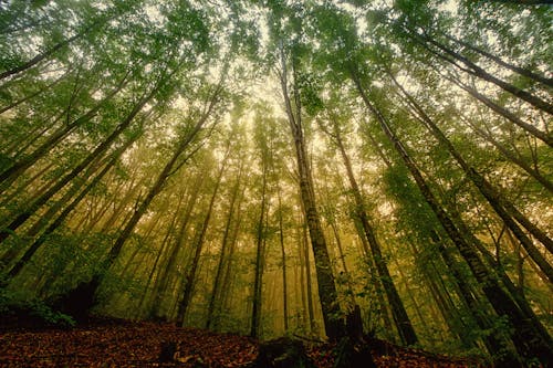 Fotos de stock gratuitas de bosque, caduco, crecimiento