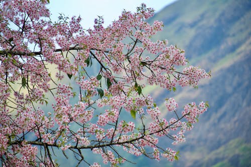 Branches of Cherry Tree in Springtime