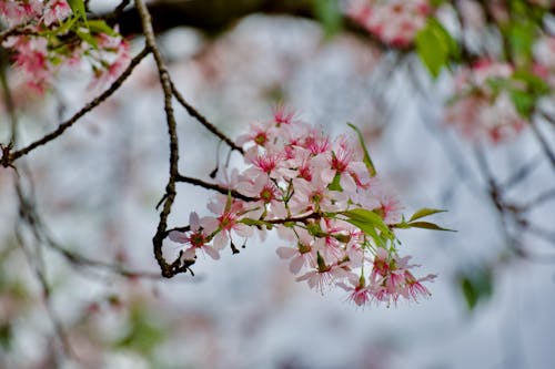 Free stock photo of cherry blossom, sakura