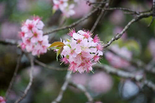 Free stock photo of cherry blossom, sakura