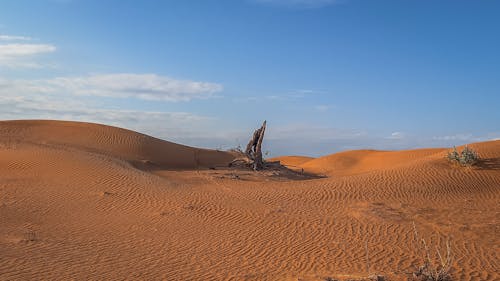 Free stock photo of desert, desert life, feel