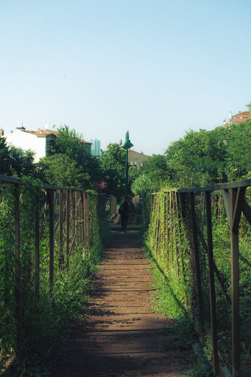 Garden in Summer