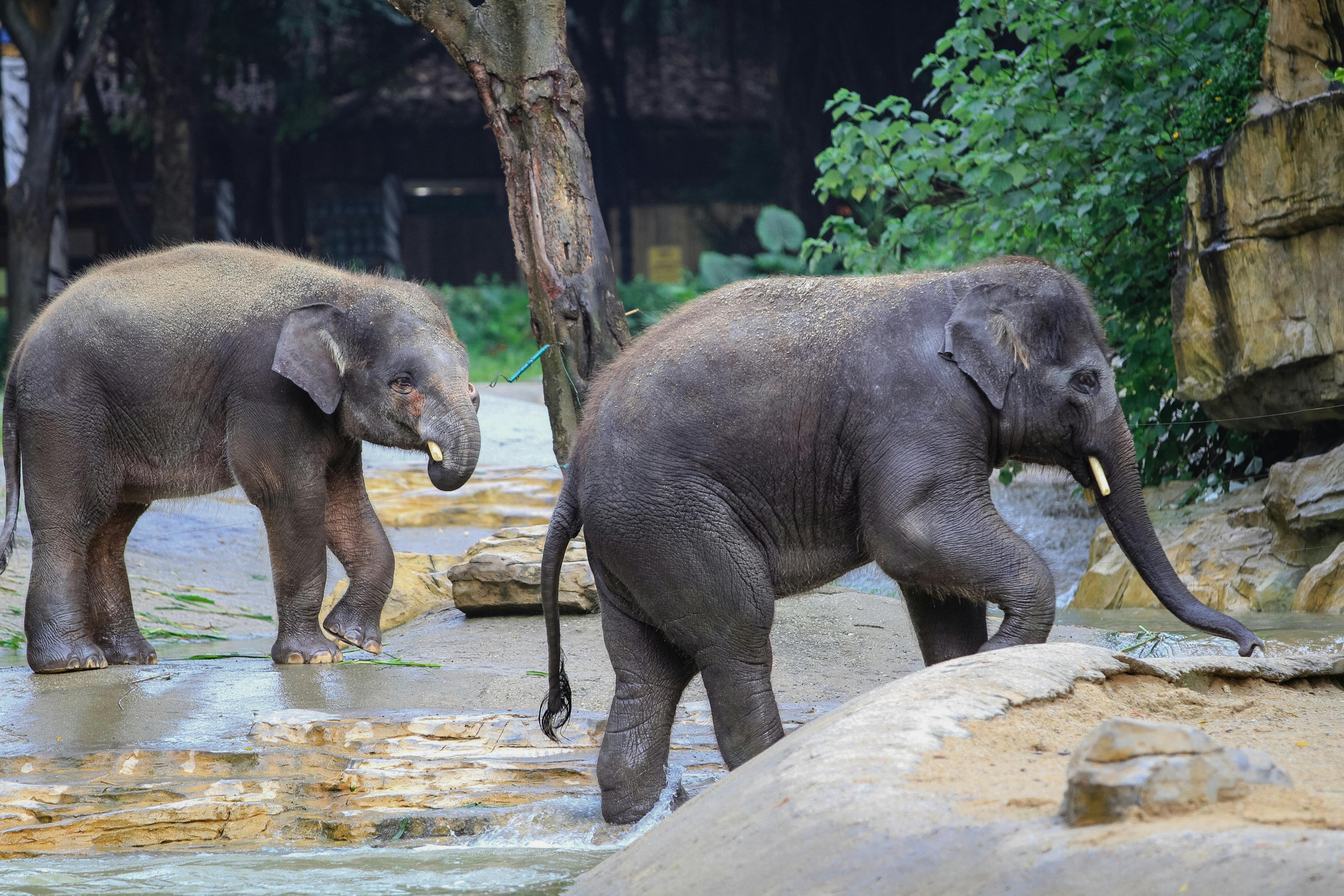 28,691 Baby Elephant Stock Photos - Free & Royalty-Free Stock