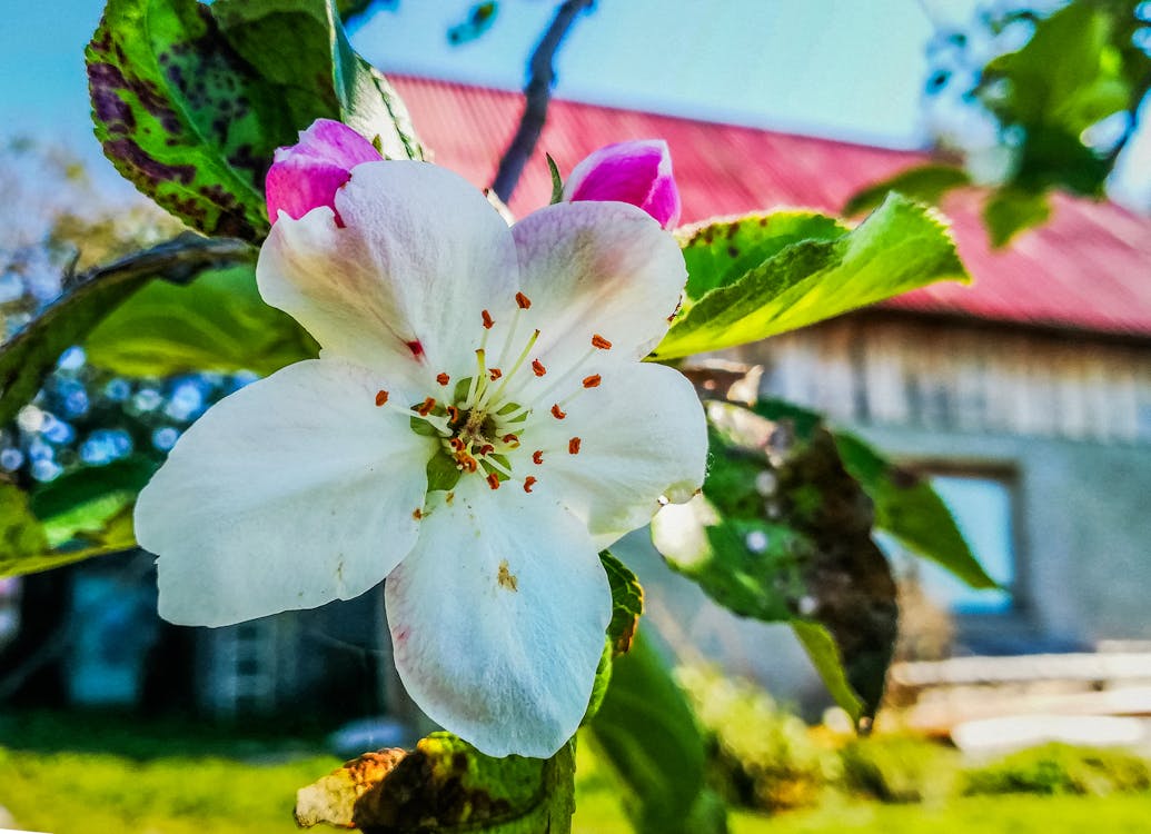 りんごの木の花 白 花の無料の写真素材