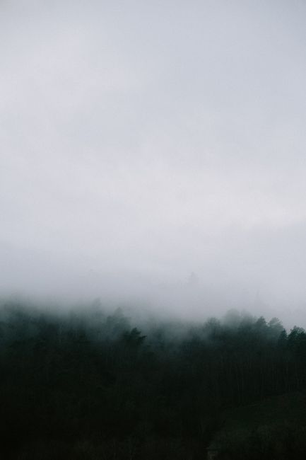 Gloomy forest landscape with heavy fog covering trees, creating a moody atmosphere.