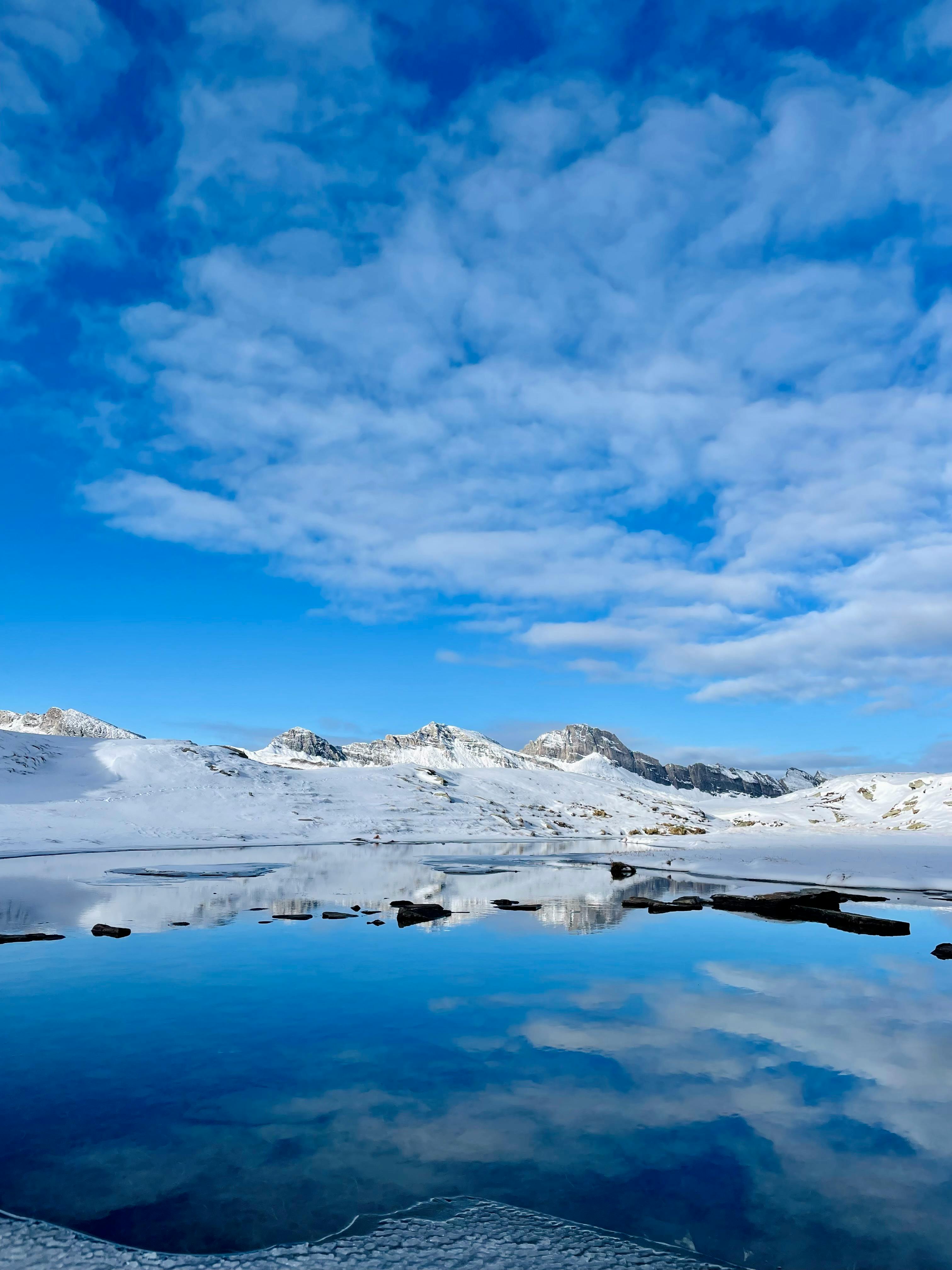 Lupin Arctic Photos, Download The BEST Free Lupin Arctic Stock Photos ...