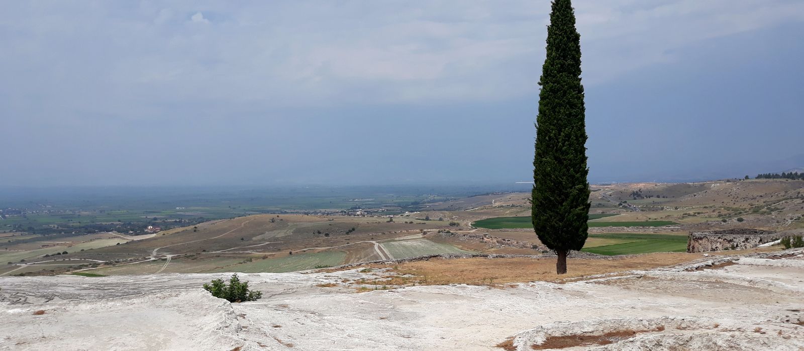 Cypress tree standing alone in the serene landscape of Pamukkale, Turkey.