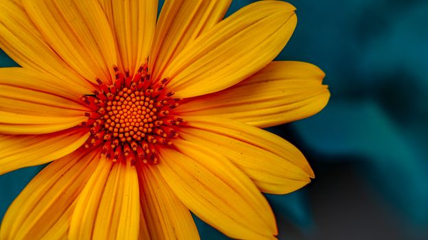 A vivid close-up of a blooming daisy flower with striking yellow petals.