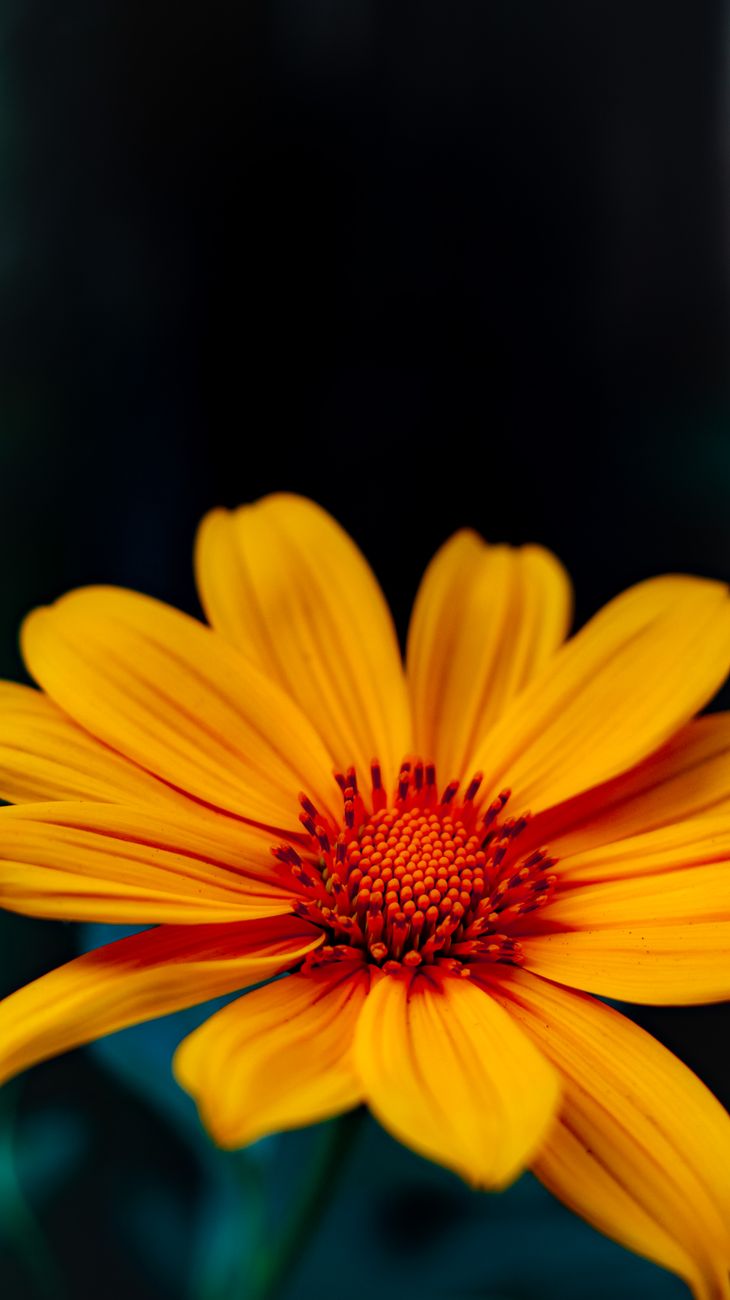 Beautiful close-up of a vibrant yellow flower with delicate petals against a dark background.