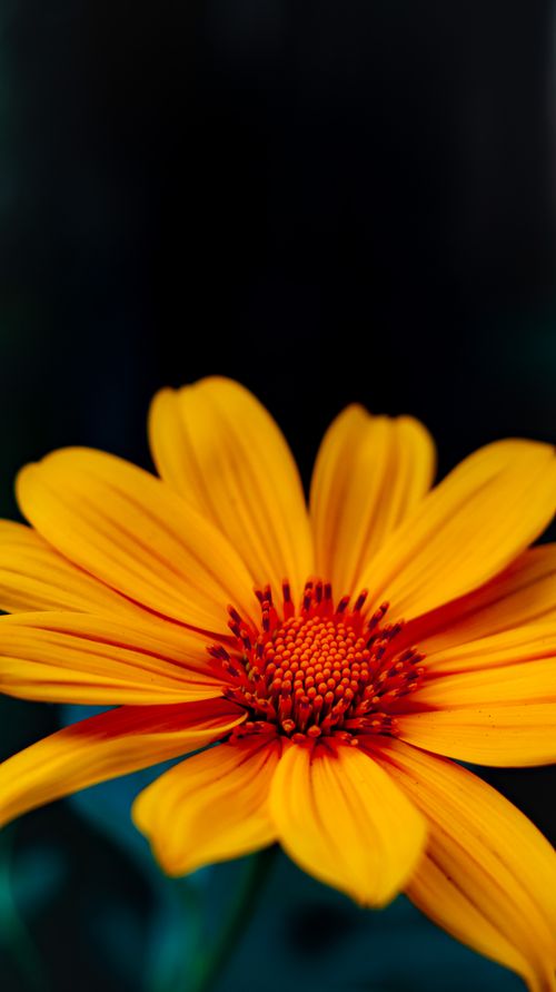 Free Beautiful close-up of a vibrant yellow flower with delicate petals against a dark background. Stock Photo