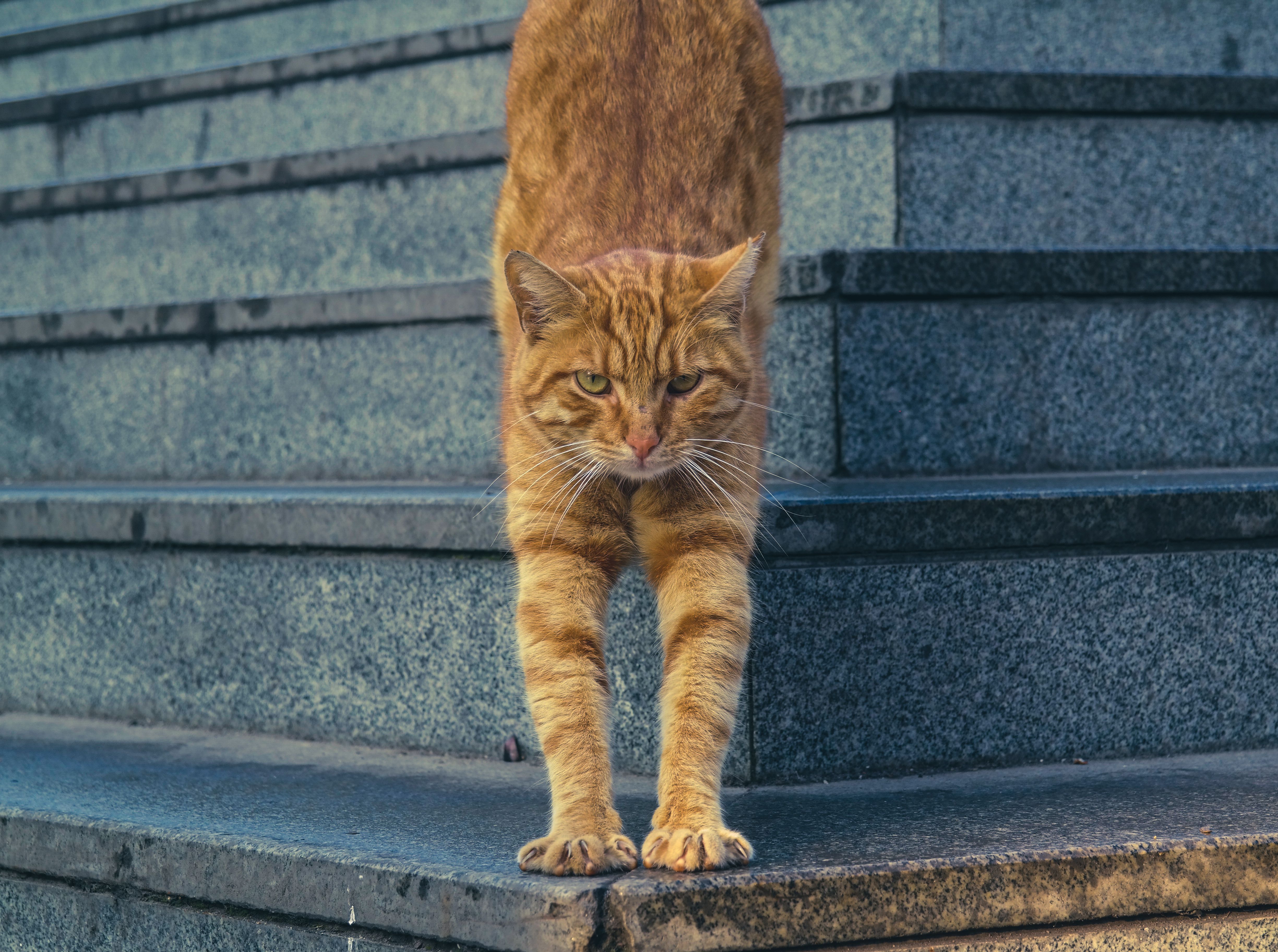 Close-Up Shot of an Orange Tabby Cat on Concrete Stairs · Free Stock Photo