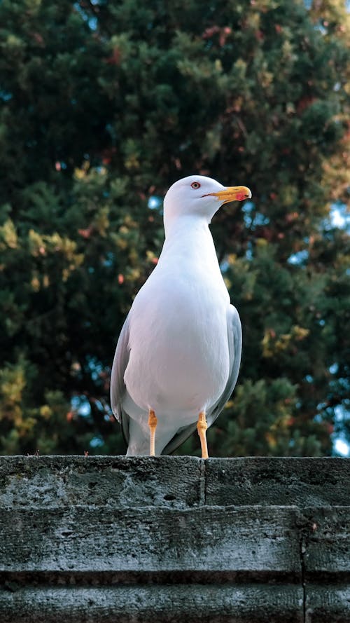 Foto profissional grátis de animais selvagens, ave, gaivota