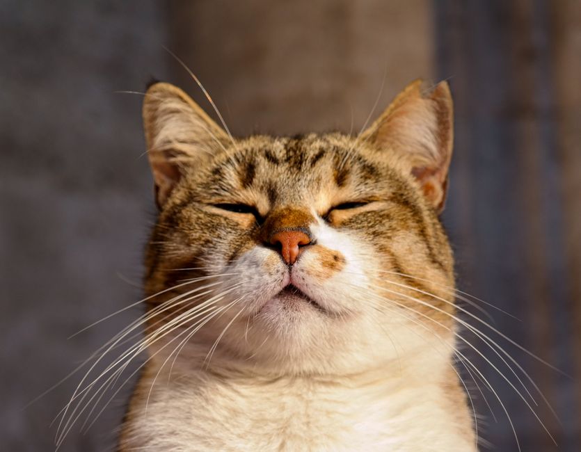 Serene tabby cat basking in sunlight with eyes closed, showcasing its majestic whiskers.