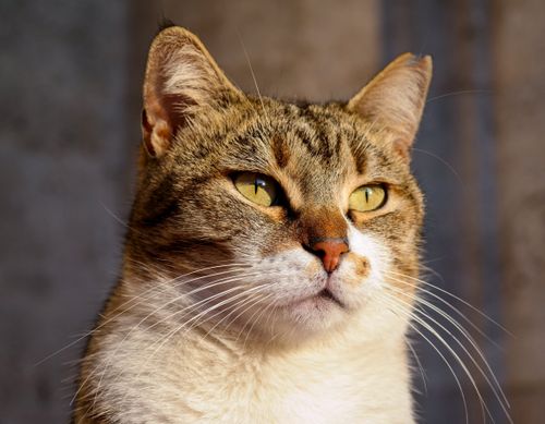 Free Detailed portrait of a tabby cat with green eyes, showcasing its natural beauty and serene expression. Stock Photo