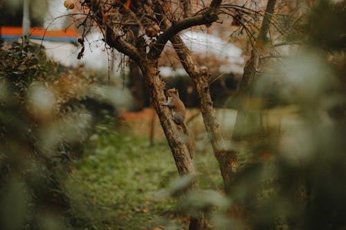 Squirrel on Tree Trunk