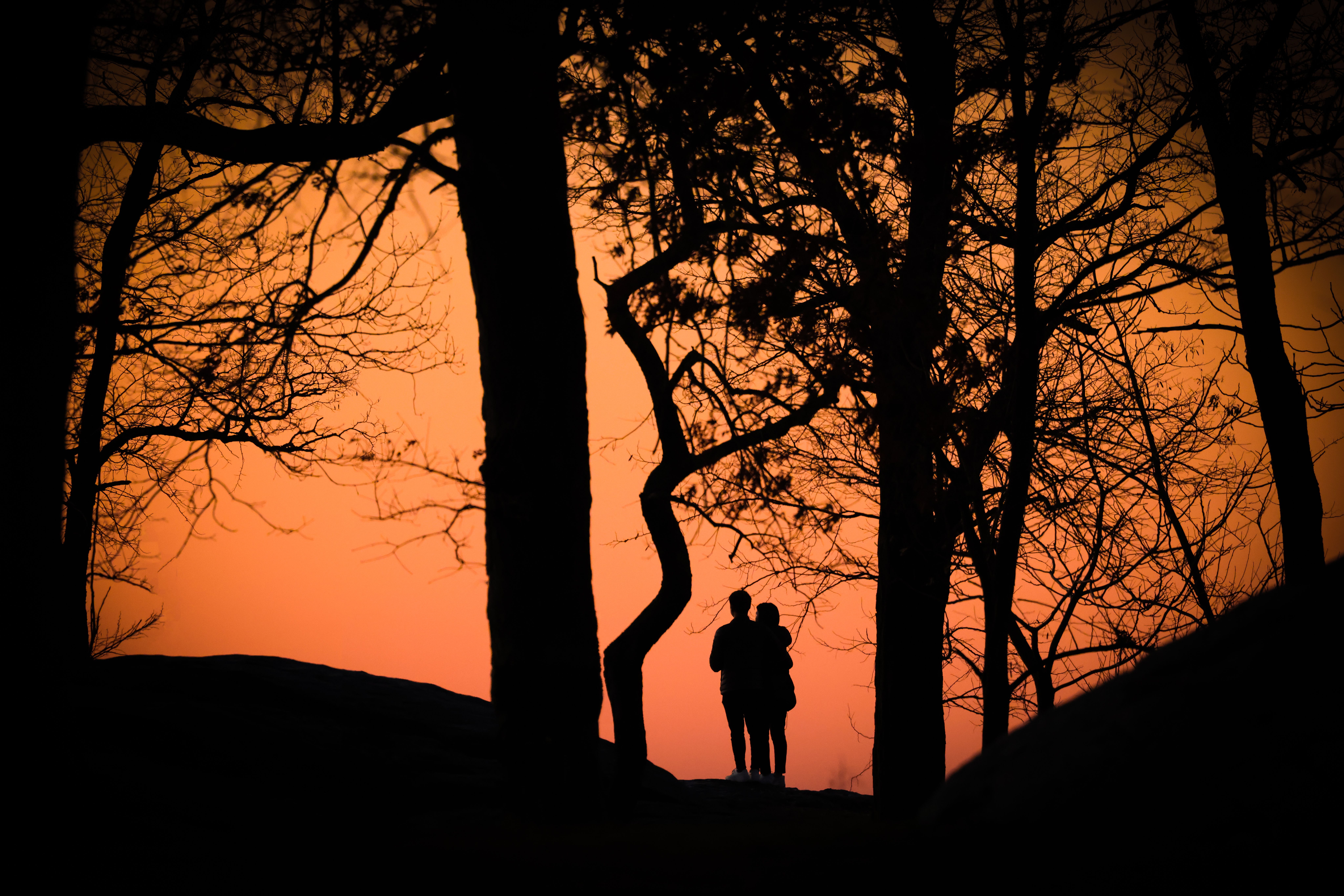 Silhouette of a Couple Standing under a Tree · Free Stock Photo