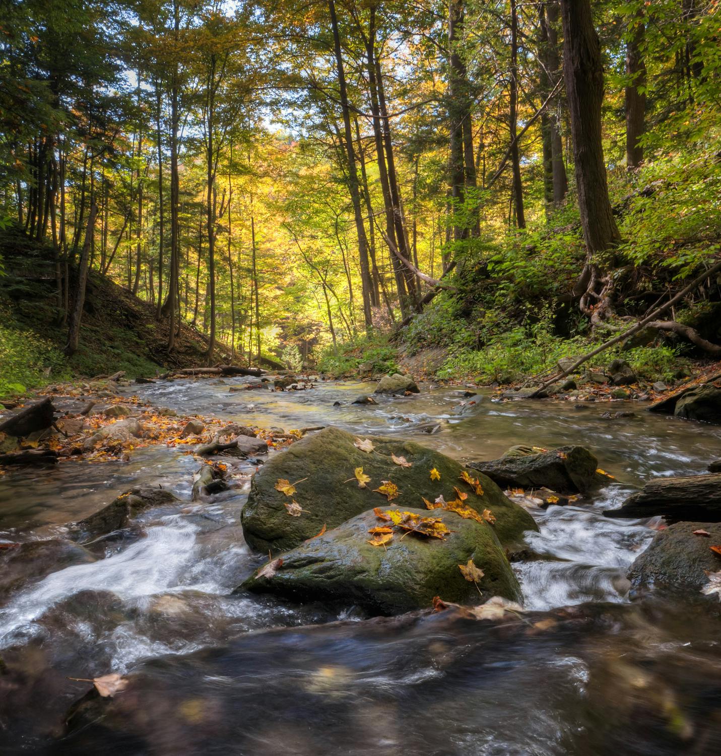 River In Forest During Daytime · Free Stock Photo