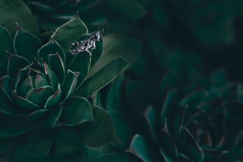 Insect in Succulent Plants