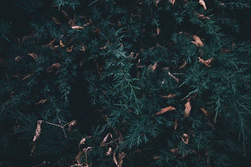 Close-up of Dry Leaves Lying on Cypress Shrub Branches 