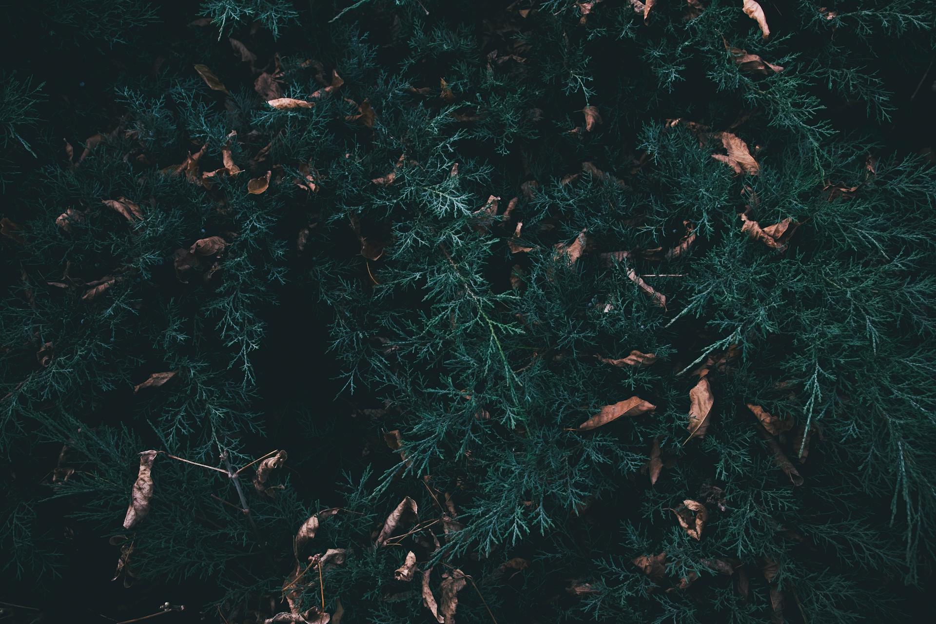 Close-up of dark green cypress branches with scattered autumn leaves, creating a textured natural scene.