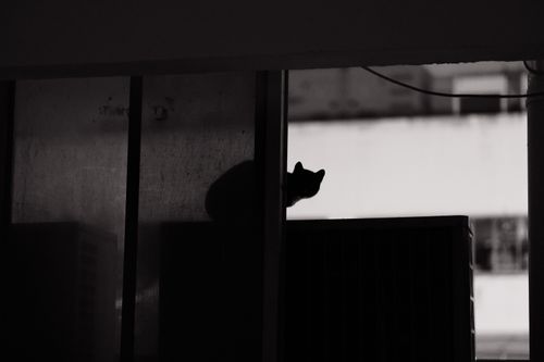 Free Black and white silhouette of a cat perched on a windowsill in an urban setting. Stock Photo