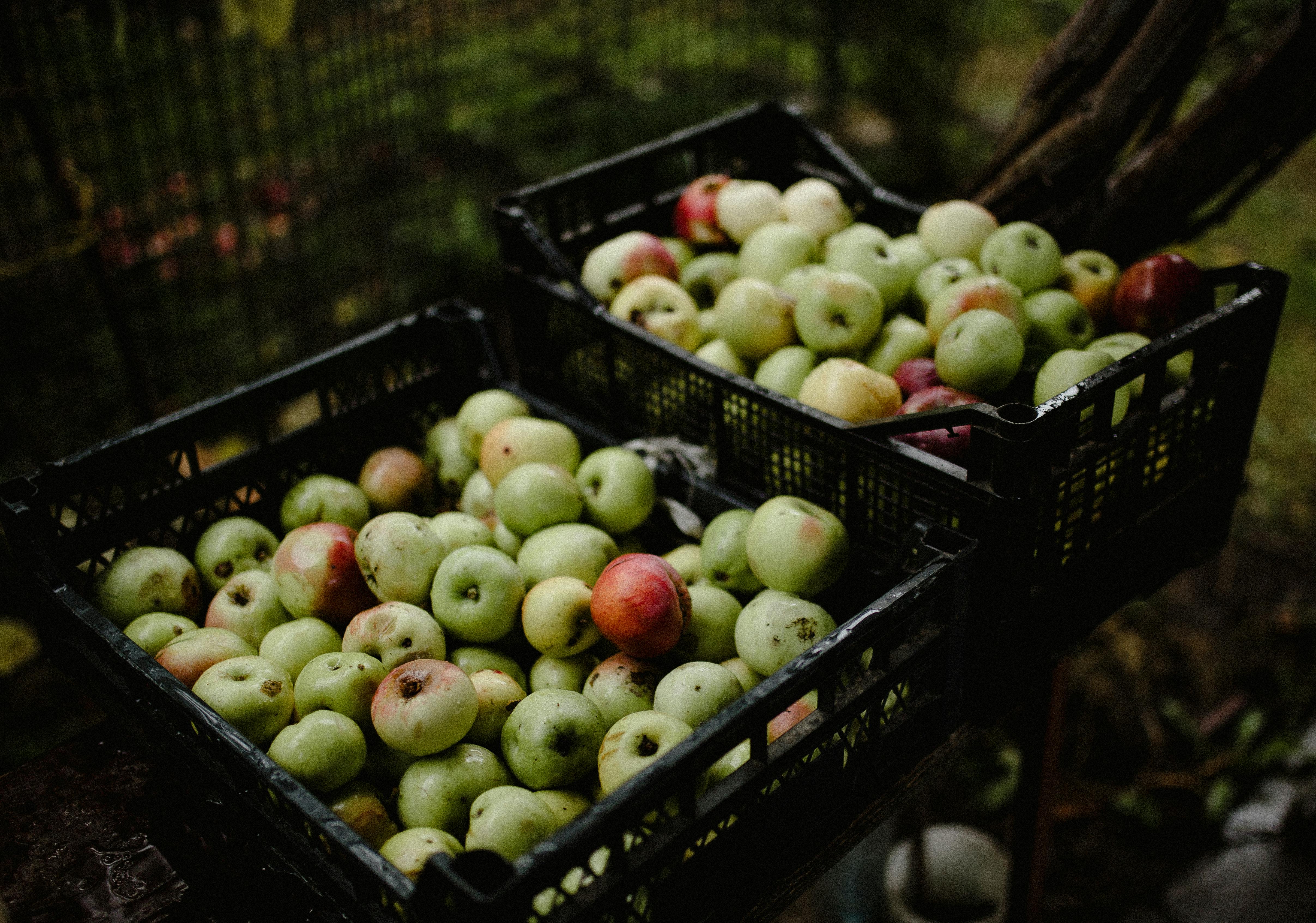 Crates full of freshly picked apples in an outdoor setting, perfect for fall harvest themes.