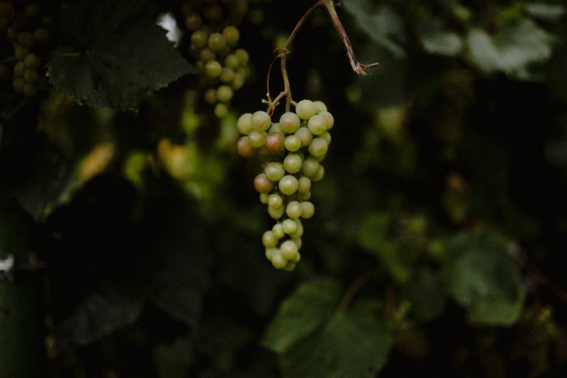 Cluster of Green Grapes Hanging from a Shrub