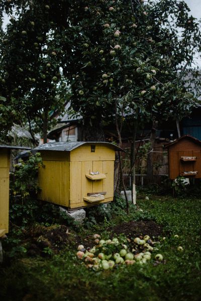 Honey Bees Photos, Download The BEST Free Honey Bees Stock Photos & HD ...