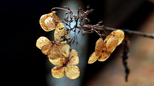 Close up of Withered Leaves