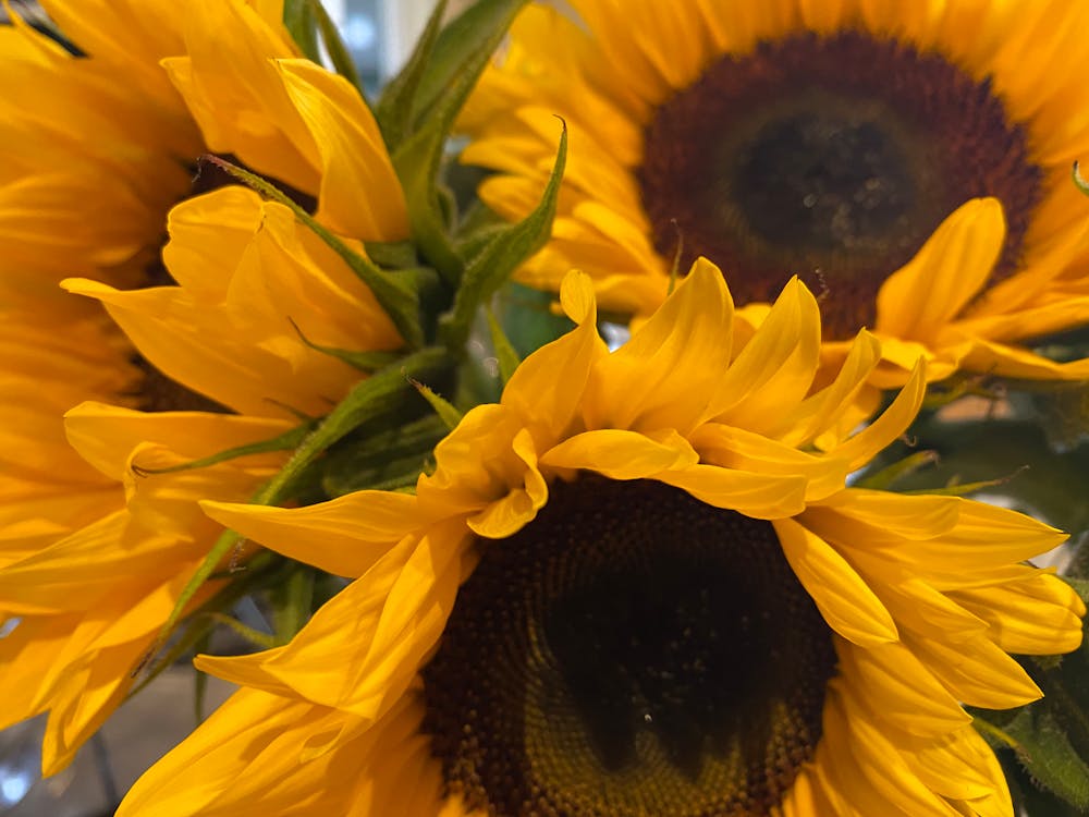 Imagine de stoc gratuită din floare, floarea-soarelui, floral