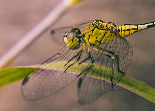 Free Close-up Photography of Dragonfly  Stock Photo