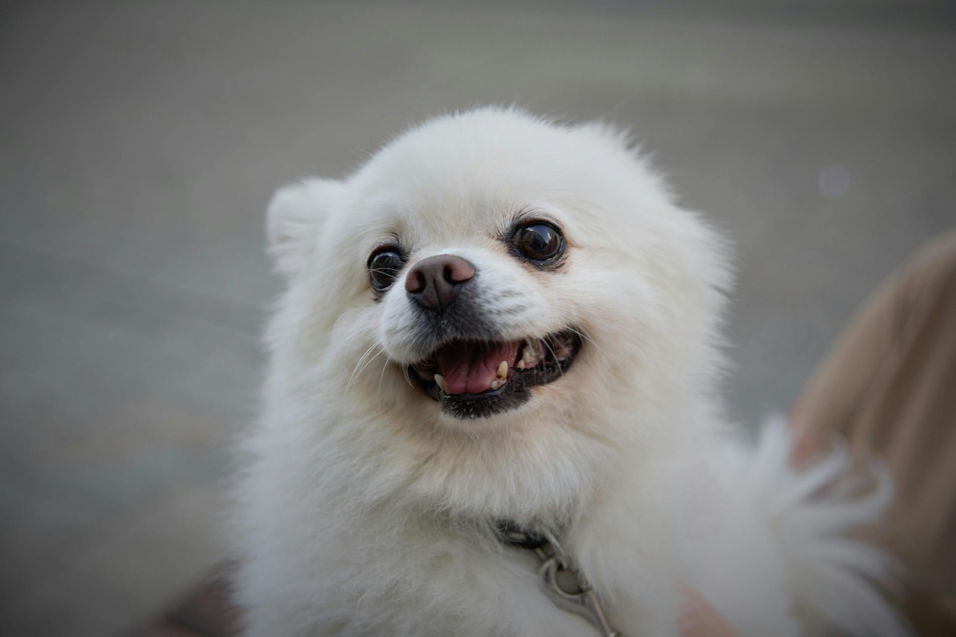 Cute White Pomeranian Dog in Close Up Photography