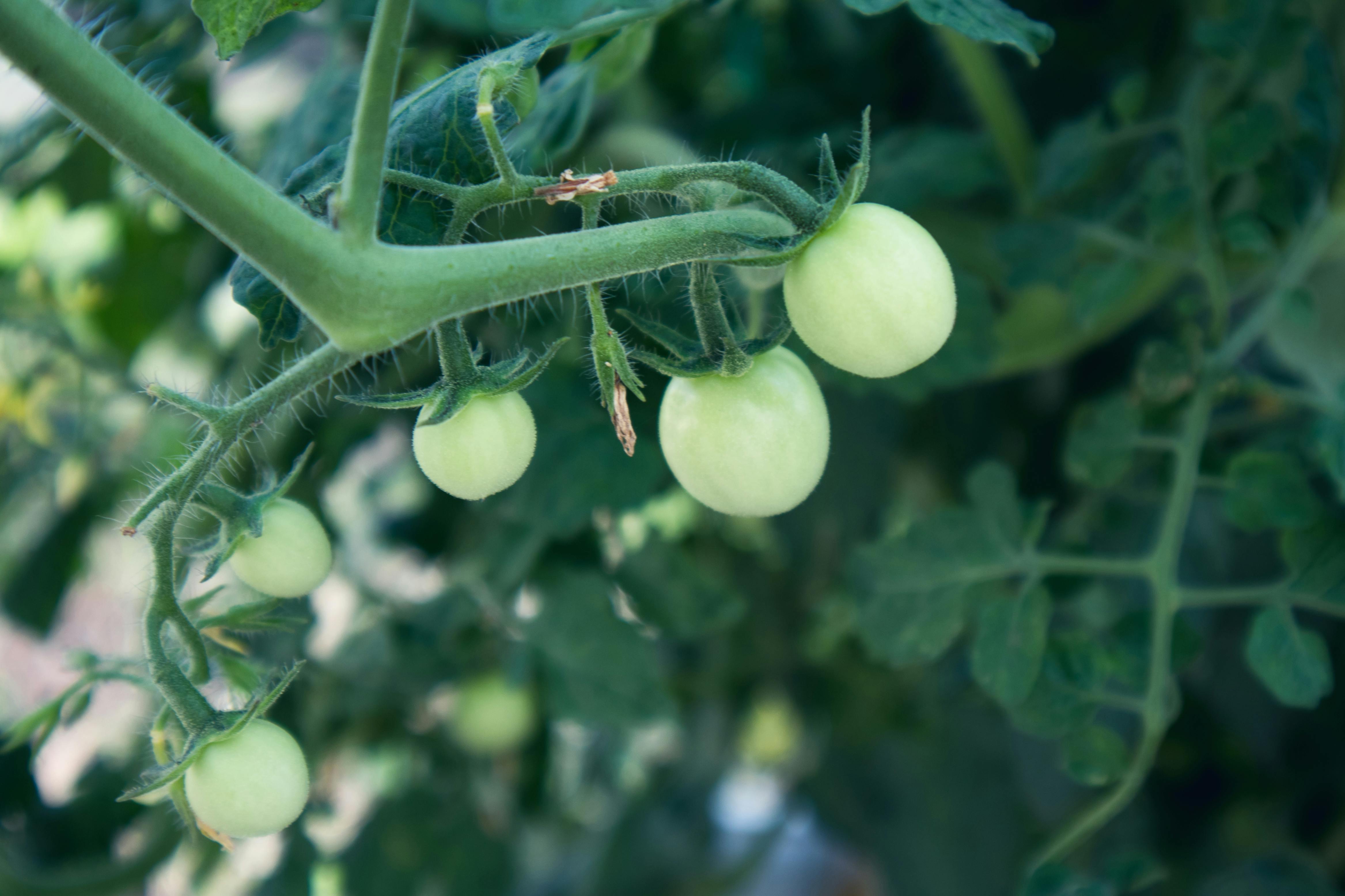 彭阳农产品网站搭建，助力农产品线上销售，拓宽农民致富之路，彭阳农产品线上销售平台搭建，助力农民拓宽致富新渠道