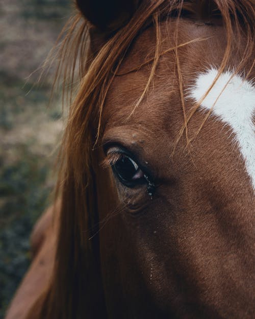 Gratis arkivbilde med animalphotography, detalj, dyr