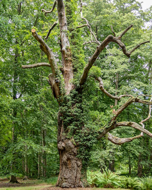 Huge Old Oak Tree in a Forest, Ludwigslust, Germany