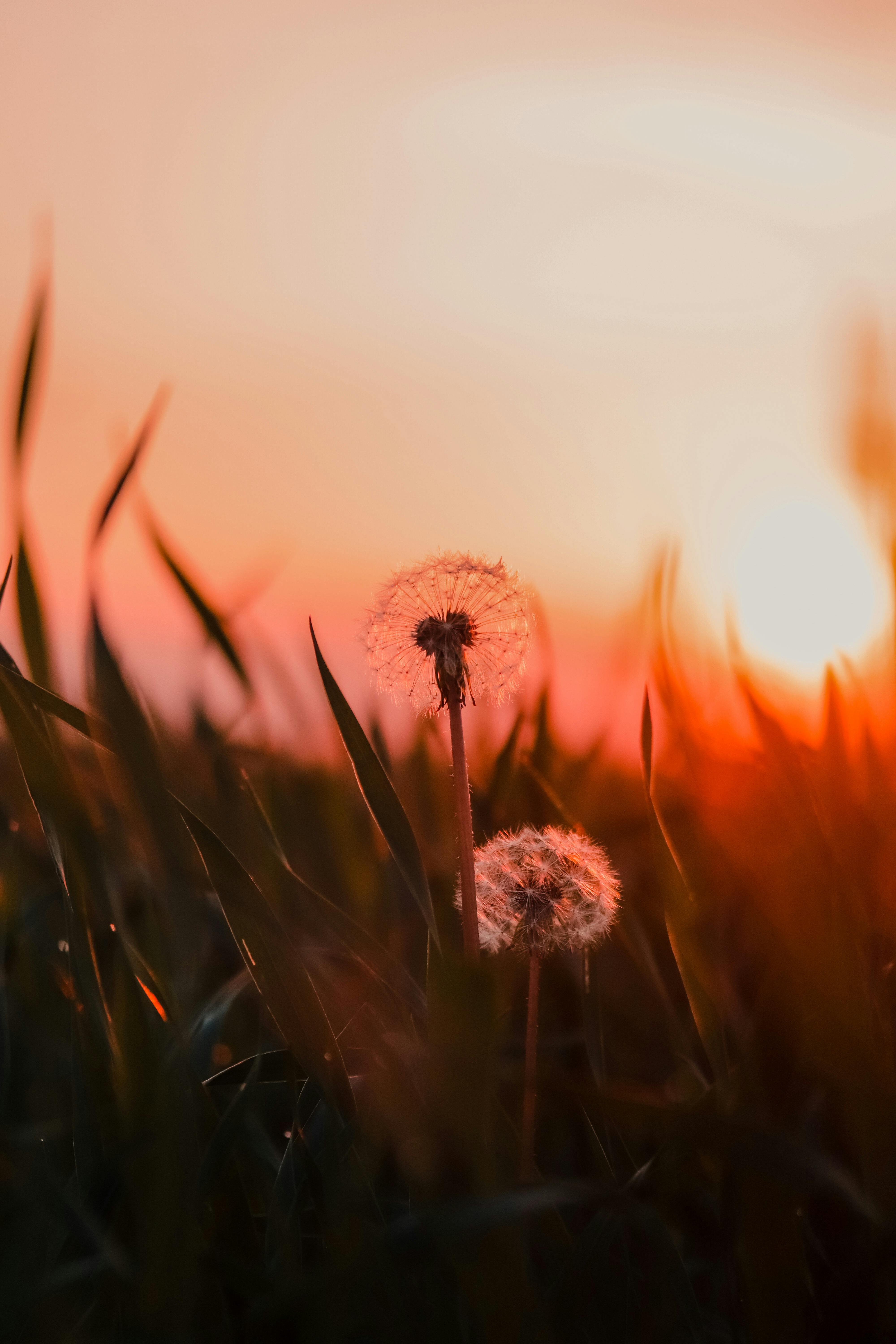 Close Up Photo of Dandelion Flowers