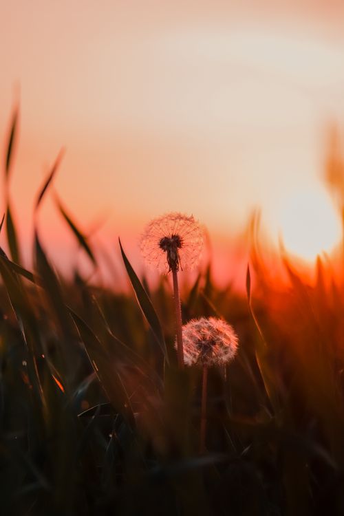 Free Serene image of dandelions with sunset backdrop creating a warm, tranquil mood. Stock Photo