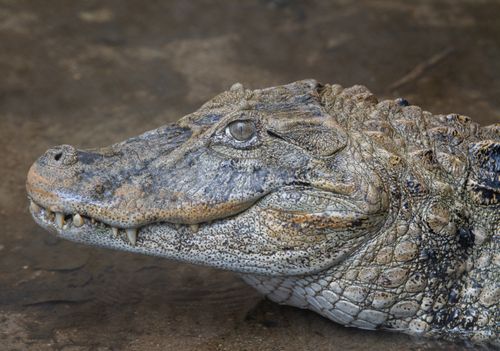 Free Detailed photo of an alligator's head showcasing its textured skin and sharp teeth in natural habitat. Stock Photo