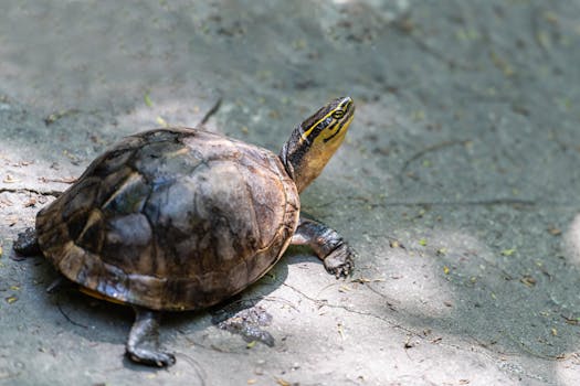 Close-up photo of a turtle basking in sunlight on a textured path.