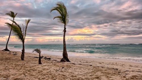 Free Sea Beside Green Palm Trees Stock Photo