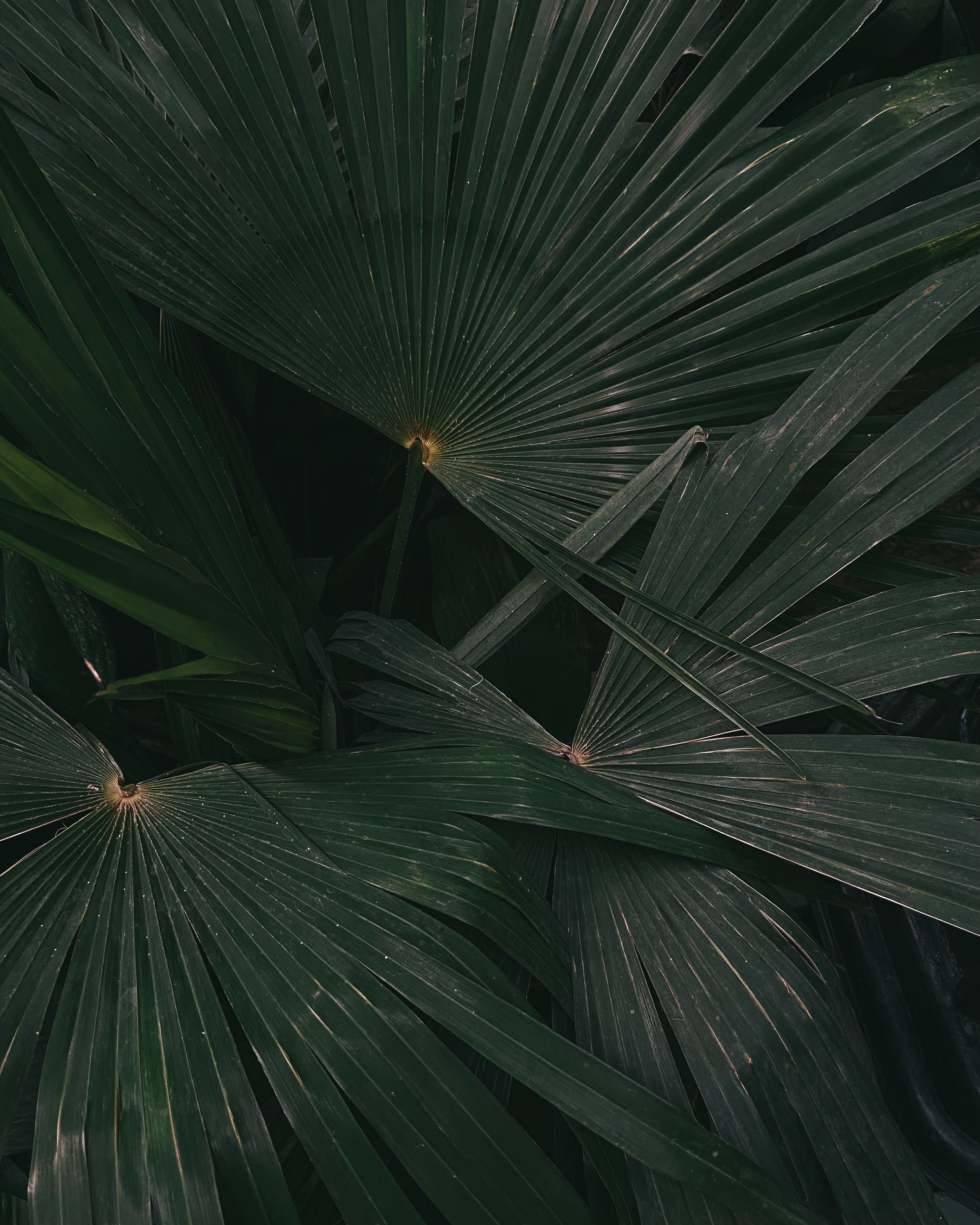 A detailed close-up of vibrant green palm leaves showcasing natural growth and pattern.