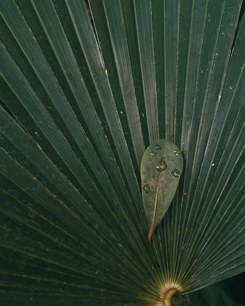 Close-Up Photo of a Green Tropical Plant Leaf